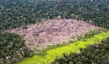 fermato-il-piano-bolsonaro:-nuova-vita-per-la-foresta-amazzonica