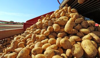 nuovo-allarme-in-tavola:-non-si-trovano-piu-le-patate