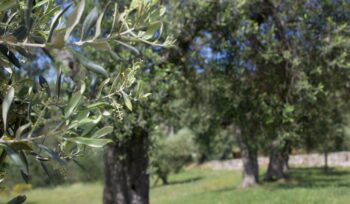 olio-d’oliva-e-sostenibilita,-l’umbria-laboratorio-tra-tradizione-e-innovazione