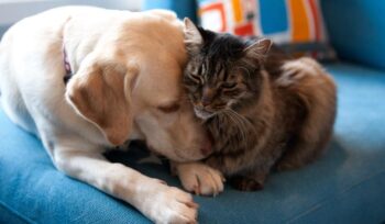 assicurazione-per-cane-e-gatto,-ecco-come-scegliere-quella-giusta