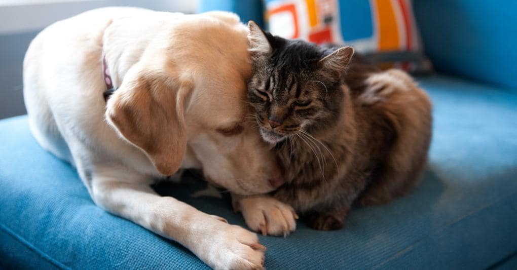 assicurazione-per-cane-e-gatto,-ecco-come-scegliere-quella-giusta