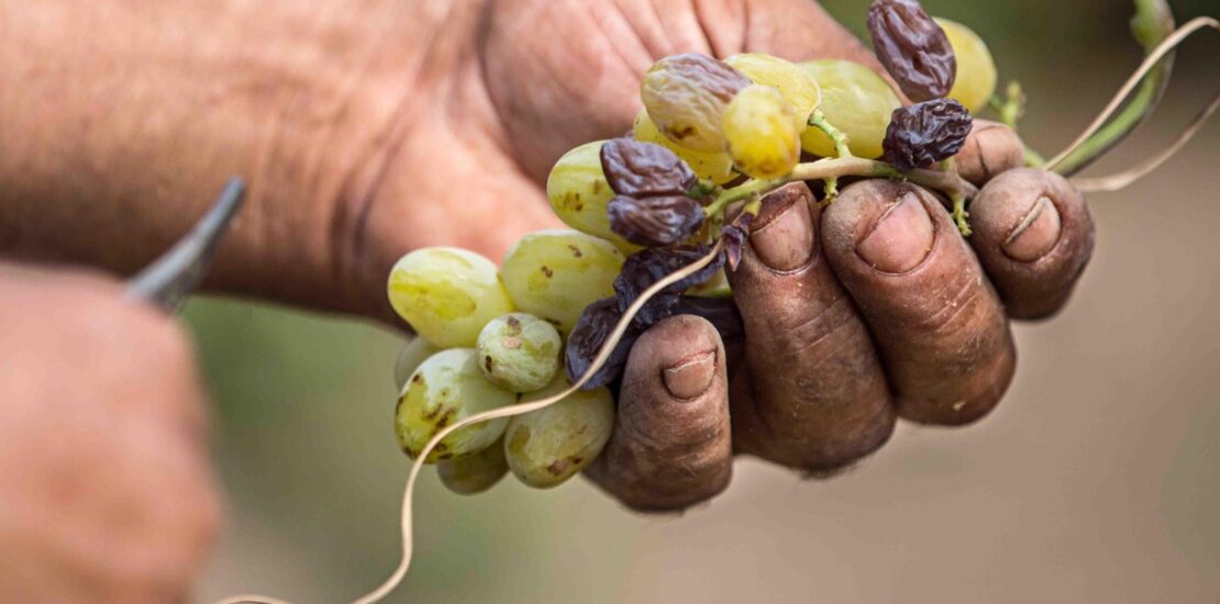 vendemmia-anticipata,-si-parte-in-sicilia-e-non-al-nord:-e-un-pessimo-segnale