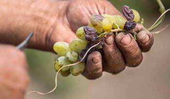 vendemmia-anticipata,-si-parte-in-sicilia-e-non-al-nord:-e-un-pessimo-segnale