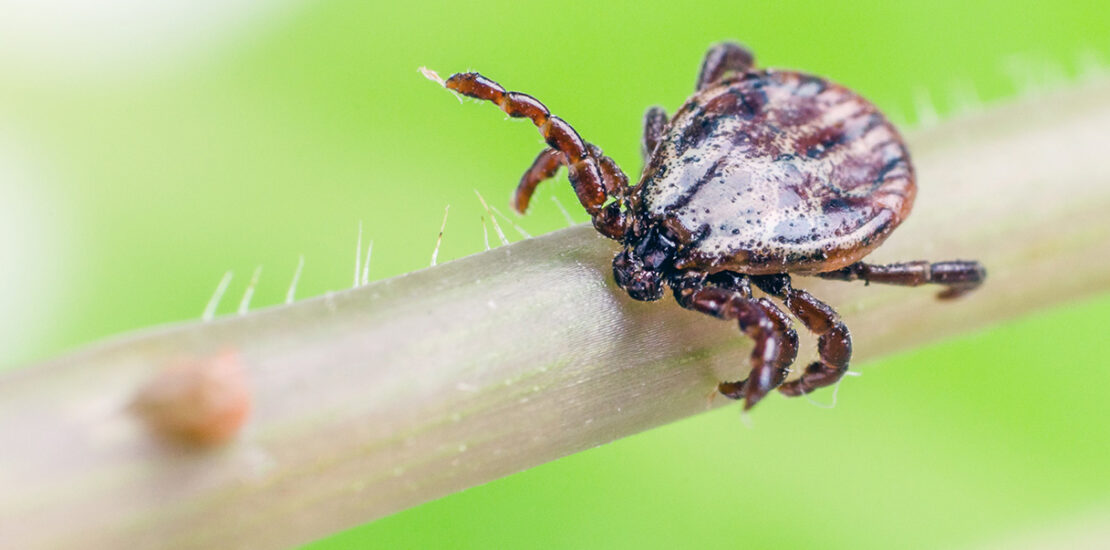 wetland,-cosa-sappiamo-del-nuovo-virus-del-morso-di-zecca-che-arriva-dalla-cina