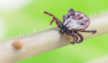 wetland,-cosa-sappiamo-del-nuovo-virus-del-morso-di-zecca-che-arriva-dalla-cina