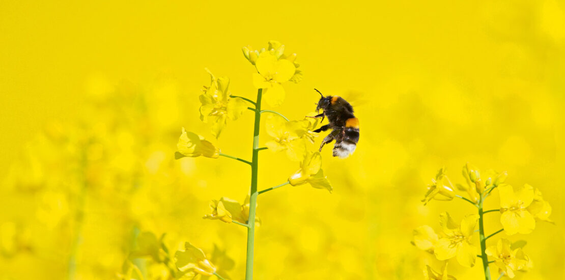 cop16-sulla-biodiversita,-i-piani-per-proteggere-il-30%-di-mari-e-terre-entro-il-2030