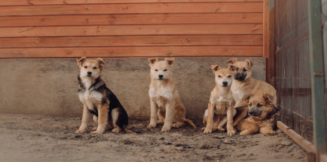 pensione-per-cani-e-gatti,-come-aprirla