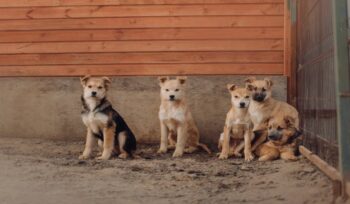 pensione-per-cani-e-gatti,-come-aprirla