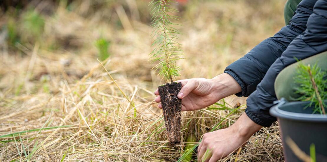 nel-2023-l’italia-ha-piantato-oltre-2,4-milioni-di-alberi,-un-investimento-per-il-futuro