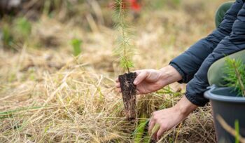 nel-2023-l’italia-ha-piantato-oltre-2,4-milioni-di-alberi,-un-investimento-per-il-futuro